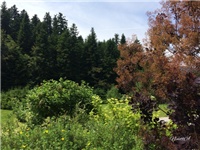 bbd38057-20170617 VV cotinus.jpg